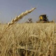 Le fonctionnement des marchés agricoles est au centre de l’attention des décideurs, qui multiplient les prises de position sur le meilleur moyen de garantir la sécurité alimentaire pour les années à venir.
