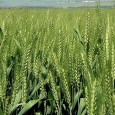 OGM : le projet de BASF fait polémique Le projet d’une pomme de terre destinée à l’alimentation humaine relance le débat sur la dangerosité des OGM.
