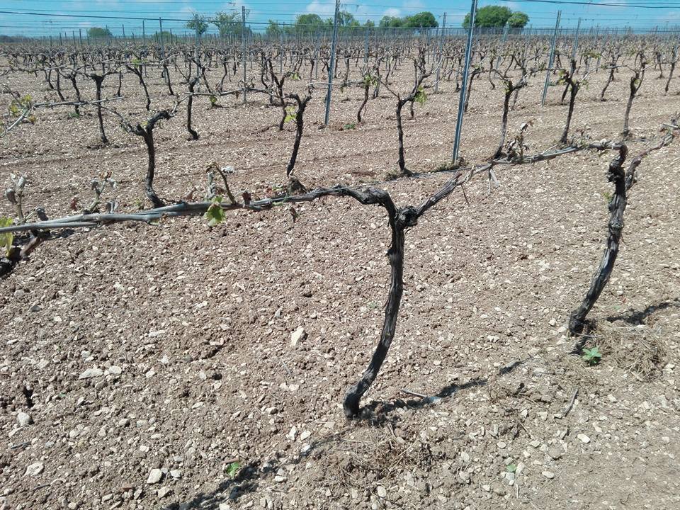 Vignes gelées au nord de l'appellation Cognac