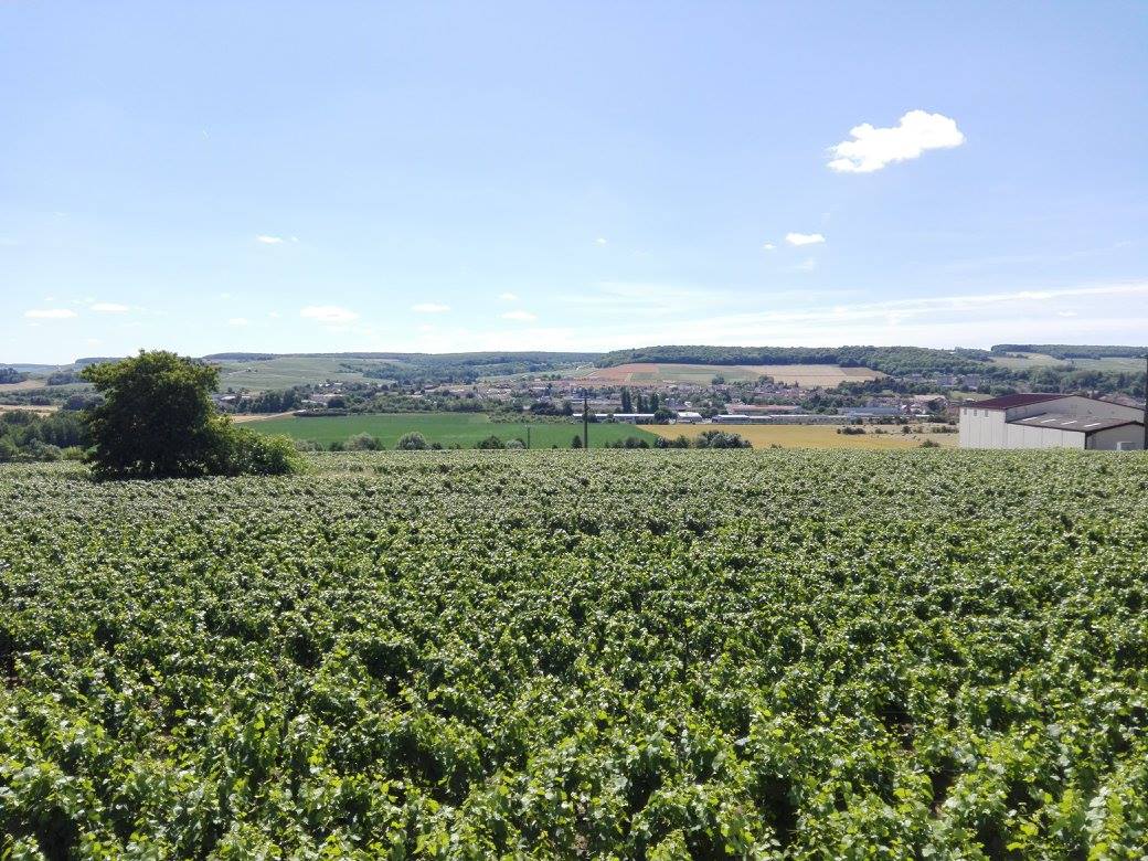 Domaine du Champagne Piot-Sévillano