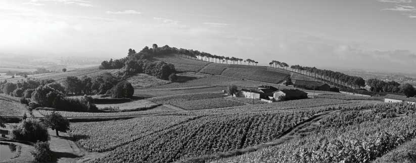 Paysages du crémant de Bourgogne