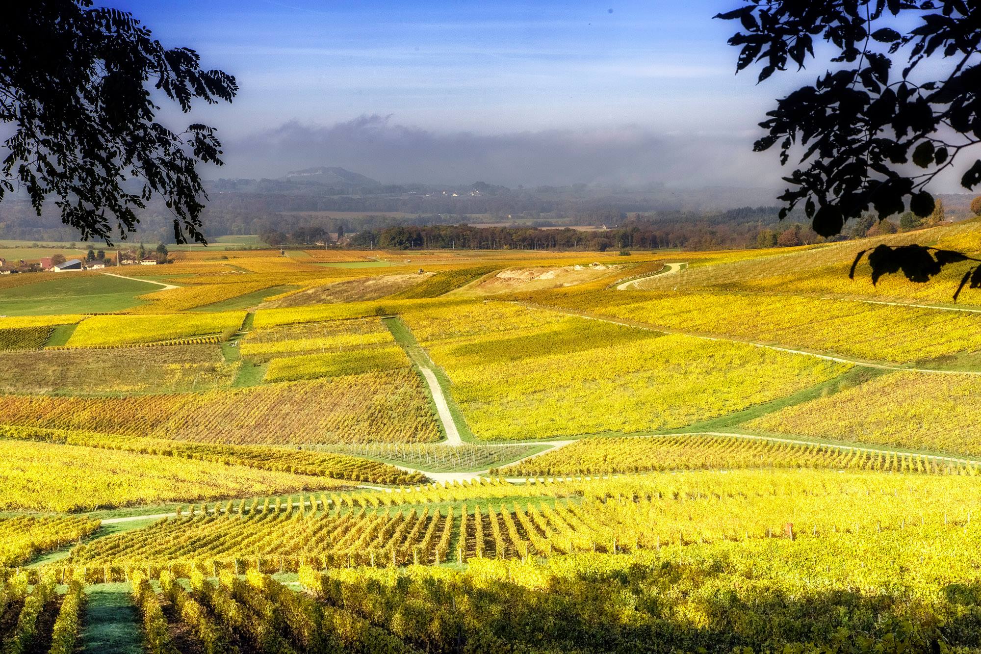 Vignobles - Vin jaune - Jura