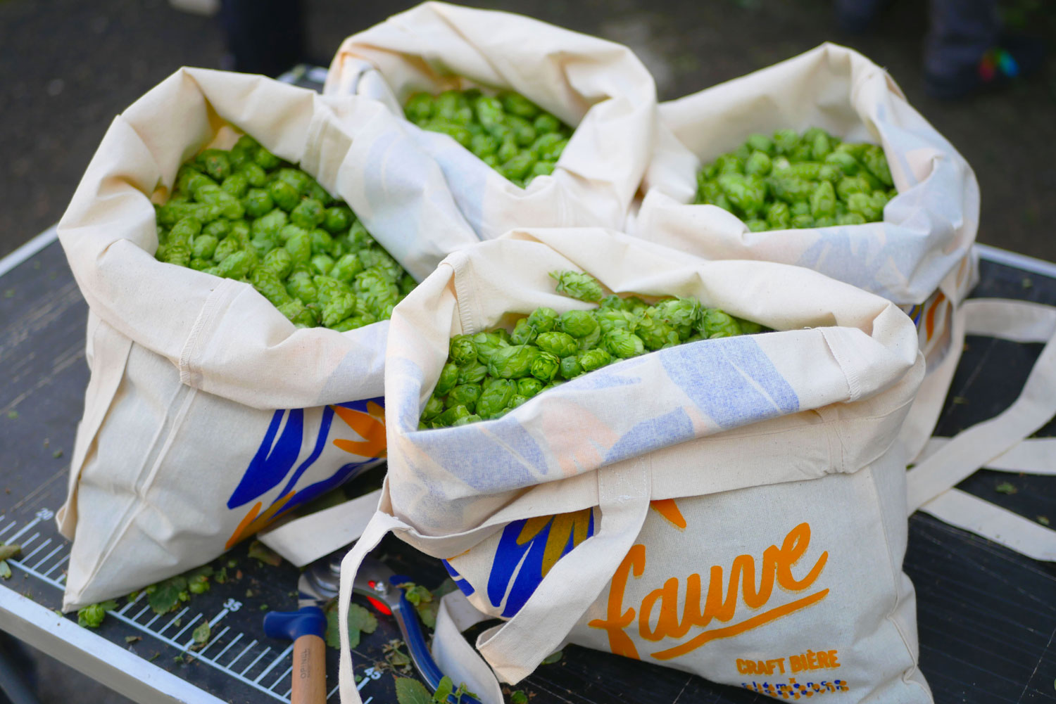 Houblon - Les Cuves de Fauve