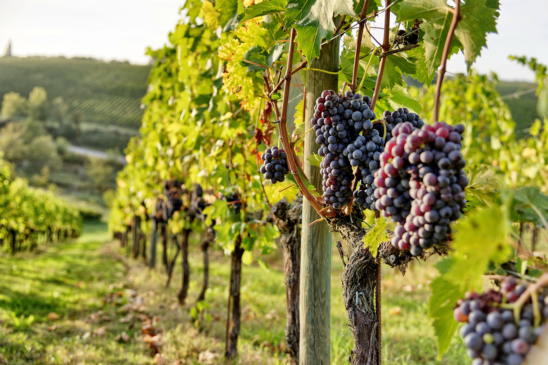 Виноградный сорт с французскими корнями. Санджиовезе виноград. Sangiovese сорт винограда. Санджовезе сорт винограда. Санджовезе автохтонный сорт винограда.