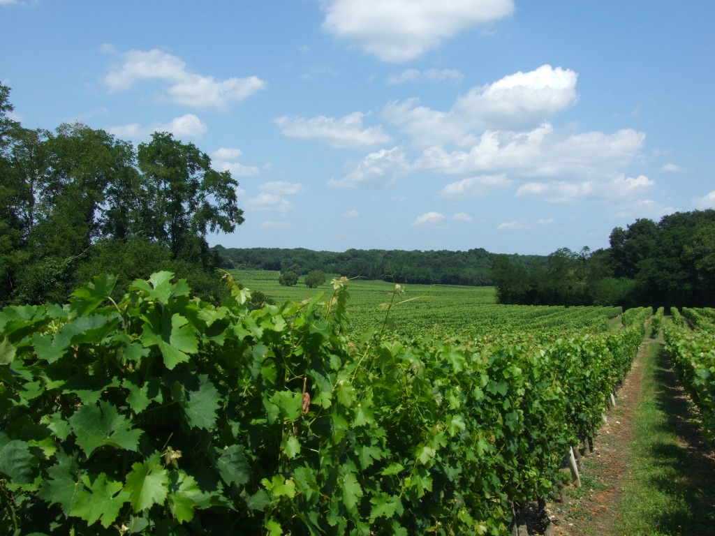 Vignoble (vin) Alliance Loire - Val de Loire
