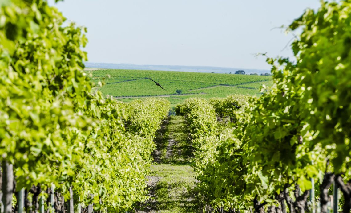 Cognac Frapin - Vignes