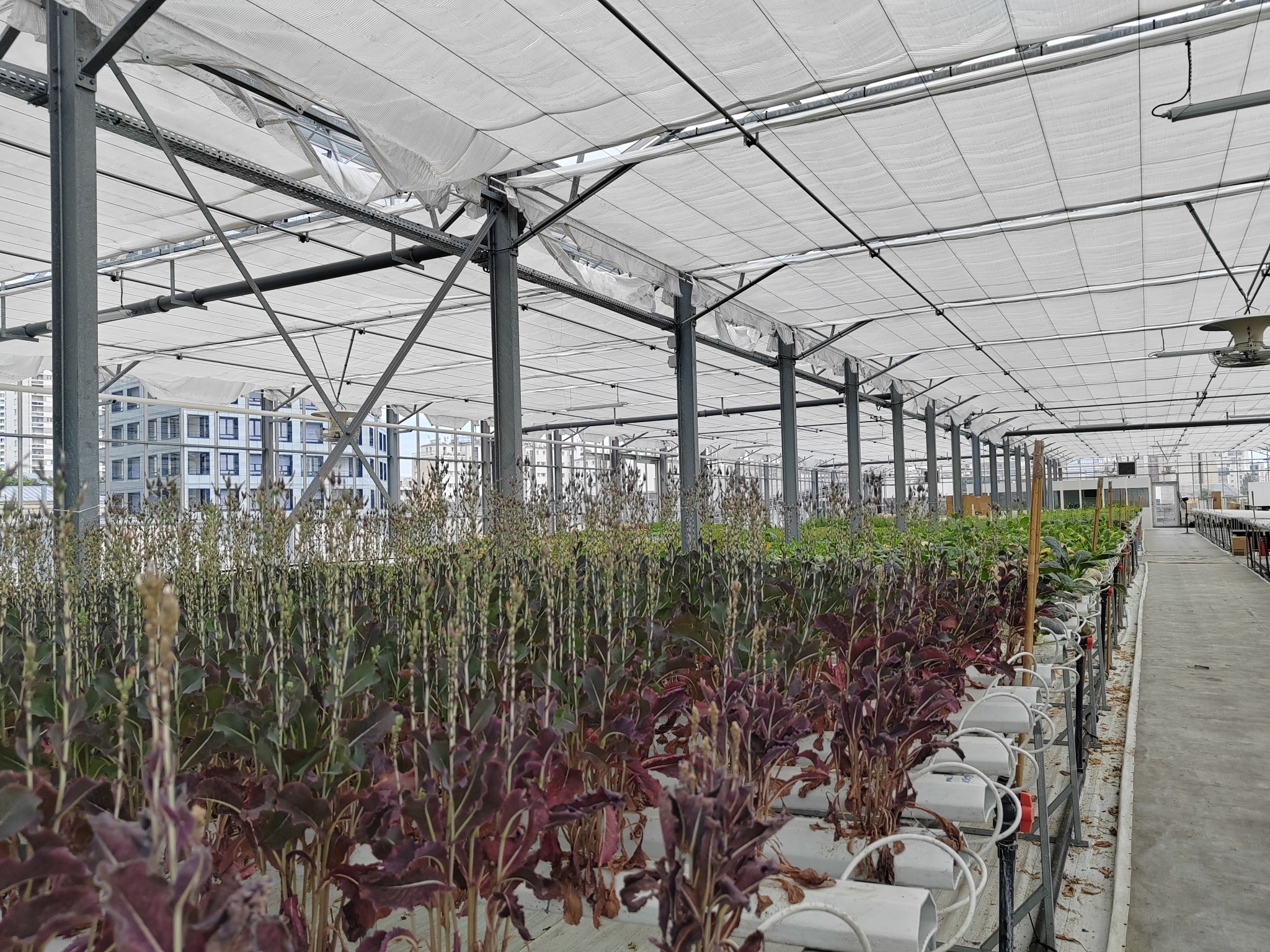 Plantation Paris - Serre urbaine